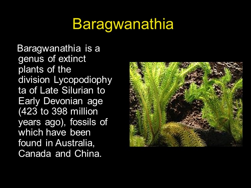 Baragwanathia      Baragwanathia is a genus of extinct plants of